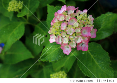 繡球花村小徑散步140(岐阜縣本棲市佐原) 繡球花村小徑散步140(岐阜縣本棲市佐原) 114861303