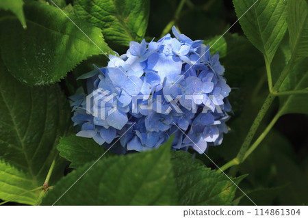 繡球花村小徑散步139(岐阜縣本棲市佐原) 繡球花村小徑散步139(岐阜縣本棲市佐原) 114861304