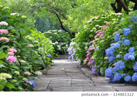 Hydrangea Village Neoroji Walking Tour 121 (Sawara, Motosu City, Gifu Prefecture) Hydrangea Village Neoroji Walking Tour 121 (Sawara, Motosu City, Gifu Prefecture) 114861322