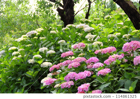 Hydrangea Village Neoroji Walking Tour 118 (Sawara, Motosu City, Gifu Prefecture) 114861325