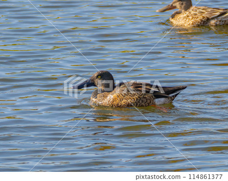 琵嘴鴨 琵嘴鴨 114861377