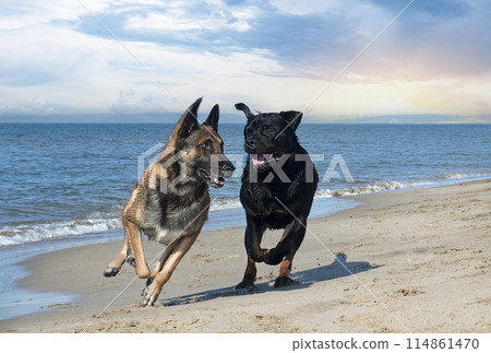 rottweiler and malinois playing on the beach 114861470