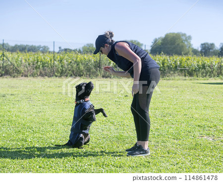 staffordshire bull terrier training staffordshire bull terrier training 114861478