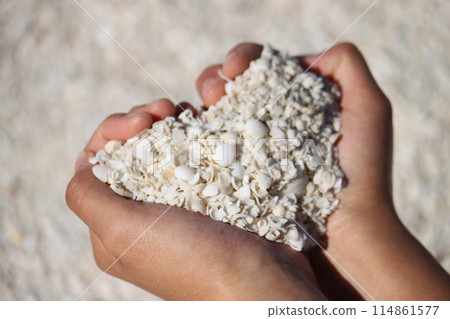 Hand holding a shell 114861577