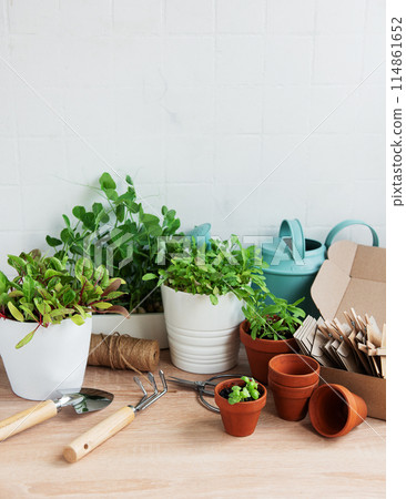 Indoor Herb Garden Kit With Fresh Green Plants and Gardening Tools Indoor Herb Garden Kit With Fresh Green Plants and Gardening Tools 114861652