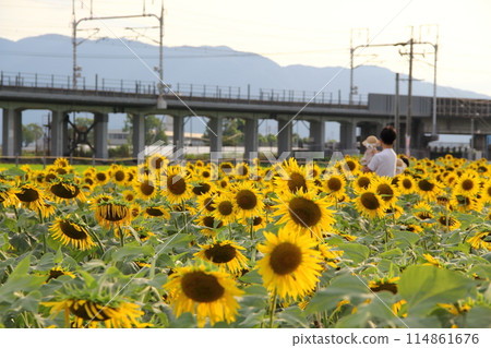 向日葵田散步10（岐阜縣大垣市） 114861676