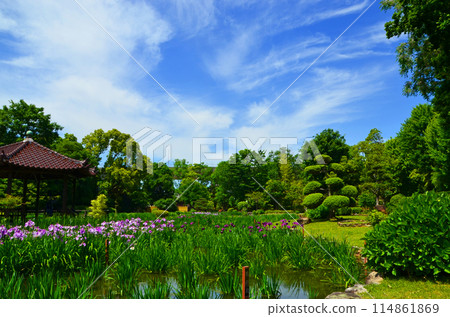 大阪城北菖蒲花園風景 大阪城北菖蒲花園風景 114861869