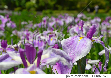 Iris flowers at Johoku Iris Garden in Osaka Iris flowers at Johoku Iris Garden in Osaka 114861873