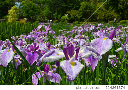 Iris flowers at Johoku Iris Garden in Osaka Iris flowers at Johoku Iris Garden in Osaka 114861874