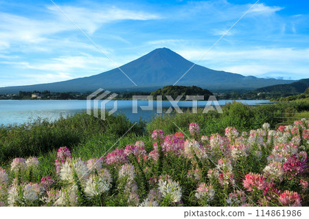 Summer Mt.Fuji seen from Kawaguchiko Oishi Park where Cleome blooms Kawaguchiko Town, Yamanashi Prefecture Summer Mt.Fuji seen from Kawaguchiko Oishi Park where Cleome blooms Kawaguchiko Town, Yamanashi Prefecture 114861986