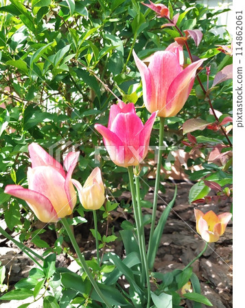 Yellow tulips with pink stripes and bulbous plants bloomed in the garden. 114862061