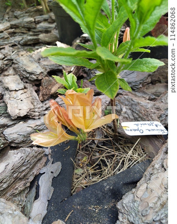 In the garden, an azalea with delicate orange flowers bloomed against a background of green leaves. In the garden, an azalea with delicate orange flowers bloomed against a background of green leaves. 114862068