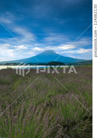Lavender-scented Oishi Park at Lake Kawaguchi and Fuji in summer 114862130