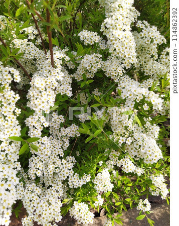 Blooming spirea branch, delicate white flowers on a branch, spirea bush in the garden. Blooming spirea branch, delicate white flowers on a branch, spirea bush in the garden. 114862392