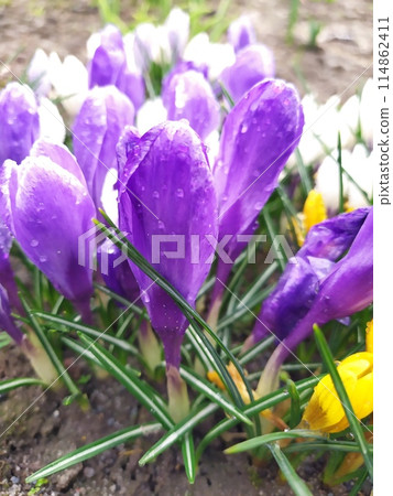 A growing group of crocuses opened their flower buds. 114862411