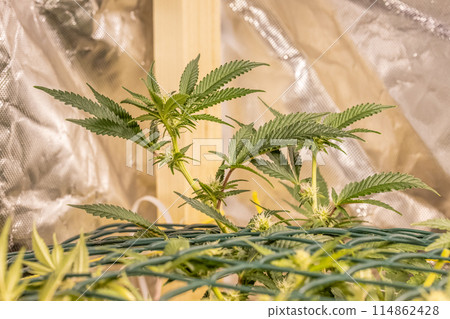 female blossom marijuana SoG Sea of Green net hemp cultivation technique Growing pot indoor bloom stage growth Medical female blossom marijuana SoG Sea of Green net hemp cultivation technique Growing pot indoor bloom stage growth Medical 114862428