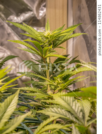 female blossom marijuana SoG Sea of Green net hemp cultivation technique Growing pot indoor bloom stage growth Medical 114862431