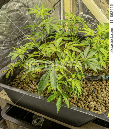 Medical Cannabis Sativa plants growing indoors Lab system legal light drugs medication medicine concept selective focus Medical Cannabis Sativa plants growing indoors Lab system legal light drugs medication medicine concept selective focus 114862436