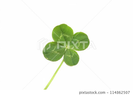 Four leaf clover on a white background 114862507