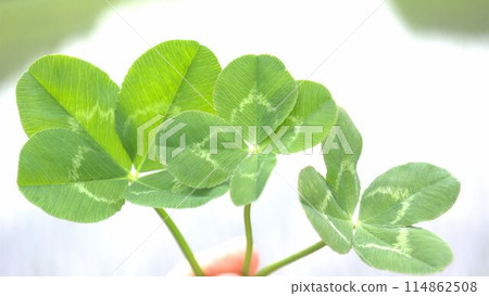 four Leaf Clover four Leaf Clover 114862508