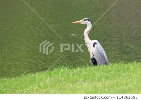 A Japanese Grey Heron by Tokyo Bay in Tokyo Japan 114862585