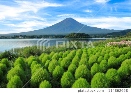 河口湖大石公園令人耳目一新的綠色地膚和富士山風光 114862638