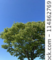 從下面仰望藍天和美麗的綠樹的照片。 114862769