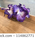 一張紫色花的照片放在棕色桌上 114862771