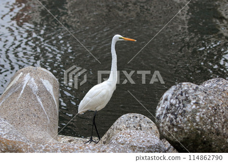 Great white ergret by Tokyo Bay in Tokyo Japan 114862790