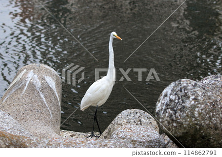 Great white ergret by Tokyo Bay in Tokyo Japan Great white ergret by Tokyo Bay in Tokyo Japan 114862791