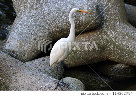 Great white ergret by Tokyo Bay in Tokyo Japan 114862794