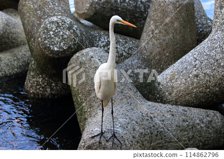 Great white ergret by Tokyo Bay in Tokyo Japan 114862796