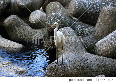 Great white ergret by Tokyo Bay in Tokyo Japan Great white ergret by Tokyo Bay in Tokyo Japan 114862797