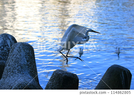 Great white ergret by Tokyo Bay in Tokyo Japan 114862805