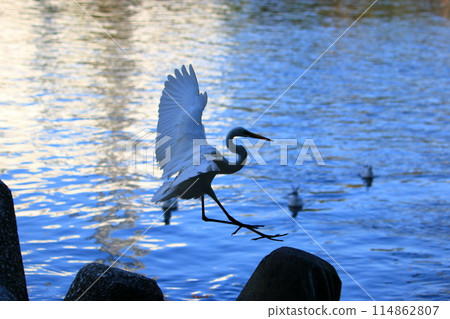 Great white ergret by Tokyo Bay in Tokyo Japan 114862807