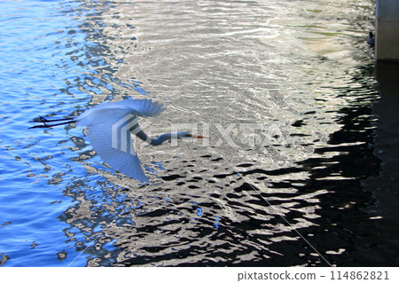 Great white ergret by Tokyo Bay in Tokyo Japan 114862821