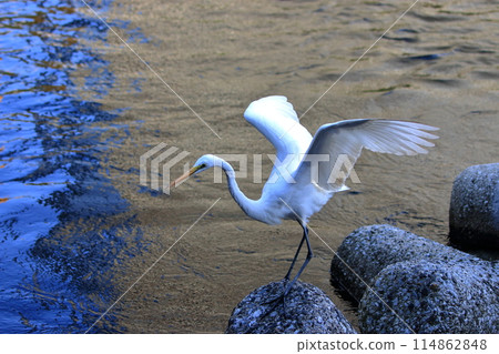 Great white ergret by Tokyo Bay in Tokyo Japan Great white ergret by Tokyo Bay in Tokyo Japan 114862848