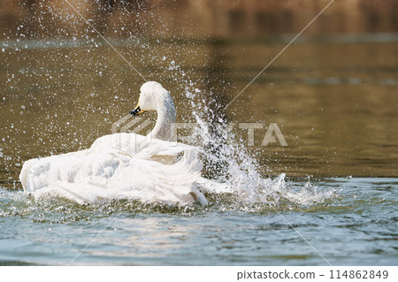 A whooper swan bathing in water "Wild bird" 114862849