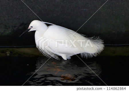 Great white ergret by Tokyo Bay in Tokyo Japan 114862864