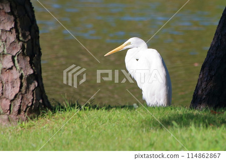 Great white ergret by Tokyo Bay in Tokyo Japan 114862867
