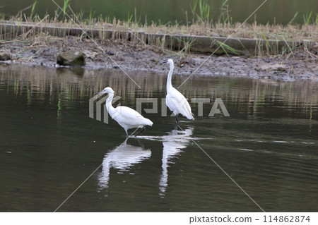 Great white ergret by Tokyo Bay in Tokyo Japan 114862874