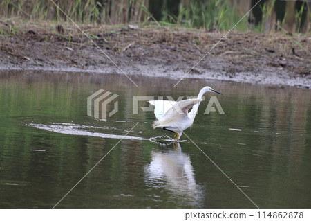 Great white ergret by Tokyo Bay in Tokyo Japan Great white ergret by Tokyo Bay in Tokyo Japan 114862878