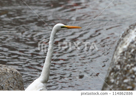 Great white ergret by Tokyo Bay in Tokyo Japan 114862886