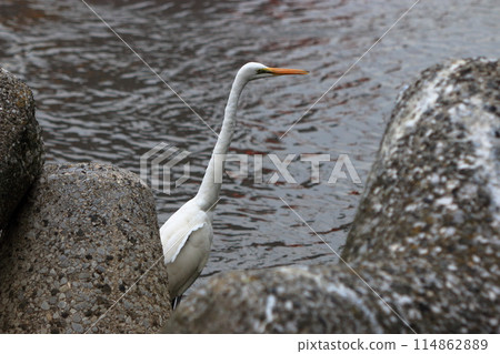 Great white ergret by Tokyo Bay in Tokyo Japan 114862889
