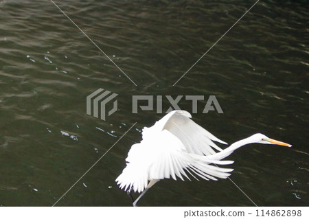 Great white ergret by Tokyo Bay in Tokyo Japan Great white ergret by Tokyo Bay in Tokyo Japan 114862898