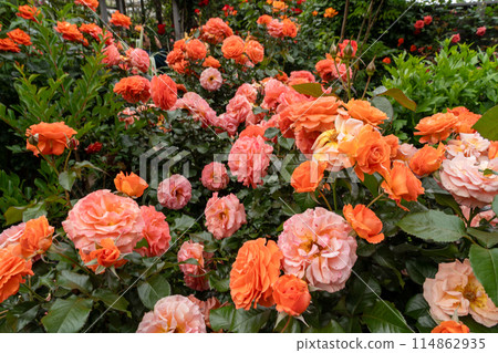 A red rose 114862935