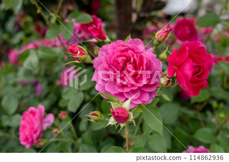 A red rose 114862936