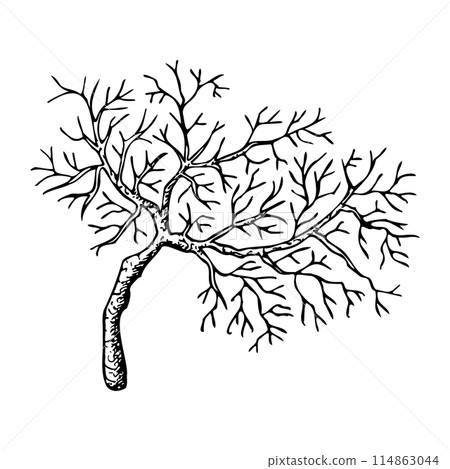 Coral branch ink sketch vector illustration. Tropical sea reef animal in simple black and white style. Underwater seaweed and marine element for nautical prints 114863044