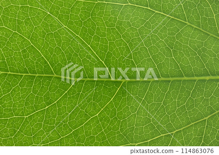 五加科 Kakuremino 的幼葉和葉脈 [背景資料] 114863076