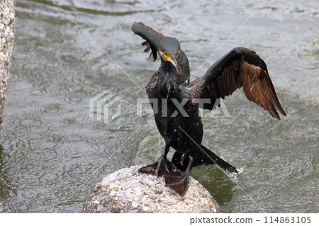 Japanese Great Cormorant in a canal by Tokyo Bay in Japan 114863105